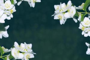 jasmim branco o ramo delicadas flores da primavera foto