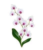 flor de orquídea isolada no fundo branco foto