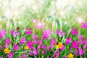 paisagem de verão. campo de flores. foto