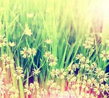 margaridas de flores delicadas e coloridas em uma paisagem de verão de fundo foto