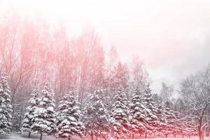 floresta de inverno congelado com árvores cobertas de neve. foto