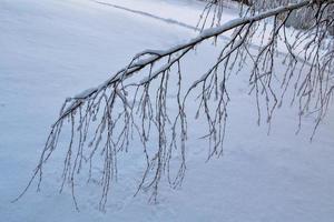 floresta de inverno congelado com árvores cobertas de neve. foto