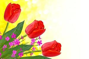 tulipas de flores brilhantes e coloridas foto