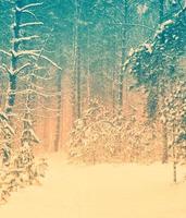 floresta de inverno congelado com árvores cobertas de neve. foto