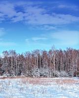 floresta na geada. paisagem de inverno. árvores cobertas de neve. foto