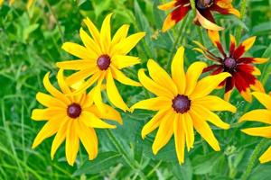 flores de rudbeckia em um fundo da paisagem de verão. foto