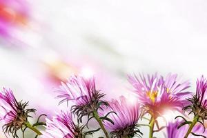 ásteres de flores de outono. paisagem. foto