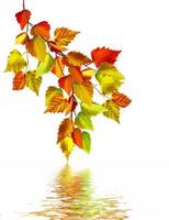 folhas de outono de bétula isoladas no fundo branco foto