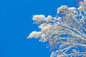 floresta de inverno congelado com árvores cobertas de neve. foto