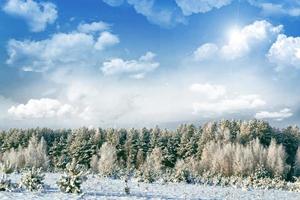 floresta de inverno. paisagem de inverno. árvores cobertas de neve foto