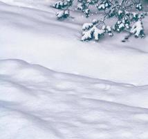 floresta na geada. paisagem de inverno. árvores cobertas de neve. foto