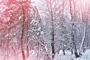 floresta na geada. paisagem de inverno. árvores cobertas de neve. foto