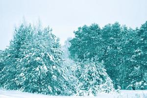 fundo desfocado. floresta de inverno com árvores cobertas de neve. foto