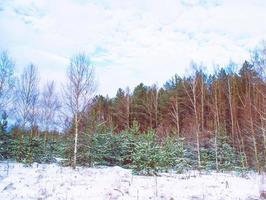 floresta de inverno congelado com árvores cobertas de neve. foto