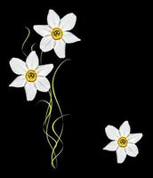 Narciso de flores da primavera isolado no fundo preto foto