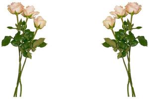 cinco rosas em um fundo branco. fundo floral foto