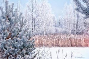 floresta na geada. paisagem de inverno. árvores cobertas de neve. foto