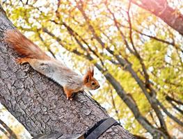 esquilo vermelho em uma árvore no parque outono. foto