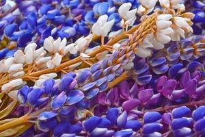 paisagem de verão com lindas flores de tremoço brilhantes foto