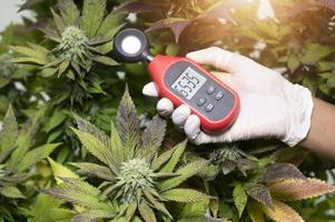 profissional médico usa um termômetro e um higrômetro para mostrar a temperatura e a umidade ao lado da planta de cannabis. o indicador de umidade é exibido no higrômetro do dispositivo. foto