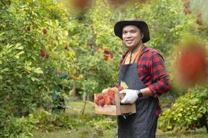 agricultor segurando uma caixa de rambutan asiático fino, rambutan fresco, rambutan vermelho, agricultura asiática foto