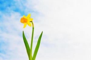 flores da primavera de narcisos. flores brilhantes e coloridas foto