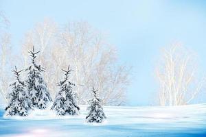 floresta de inverno. paisagem de inverno. foto