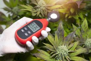 profissional médico usa um termômetro e um higrômetro para mostrar a temperatura e a umidade ao lado da planta de cannabis. o indicador de umidade é exibido no higrômetro do dispositivo. foto