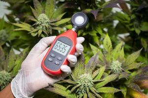 profissional médico usa um termômetro e um higrômetro para mostrar a temperatura e a umidade ao lado da planta de cannabis. o indicador de umidade é exibido no higrômetro do dispositivo. foto