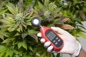 profissional médico usa um termômetro e um higrômetro para mostrar a temperatura e a umidade ao lado da planta de cannabis. o indicador de umidade é exibido no higrômetro do dispositivo. foto