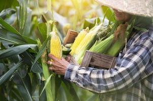 agricultura colheita de milho milho agricultores plantar milho agricultura orgânica terra arável foto