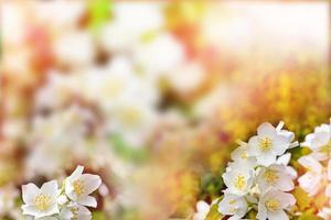 jasmim branco. o ramo delicadas flores da primavera foto