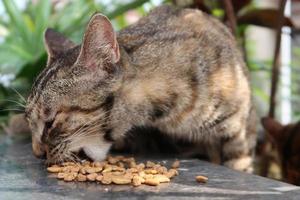 gato malhado laranja está comendo sua comida seca foto