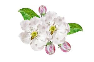 ramo de floração de maçã isolado em um fundo branco. primavera foto