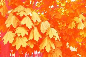 paisagem de outono com folhagem colorida brilhante. verão indiano. foto