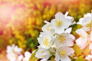 paisagem de primavera com delicadas flores de jasmim. flores brancas foto