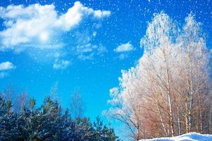 floresta de inverno congelado com árvores cobertas de neve. foto