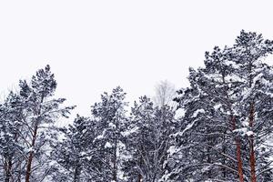 floresta na geada. paisagem de inverno. árvores cobertas de neve. foto