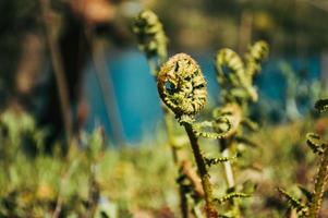 folhas verdes frescas de castanheiro closeup na floresta foto