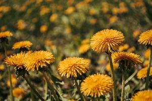 closeup dente-de-leão amarelo nas flores ensolaradas do campo selvagem foto