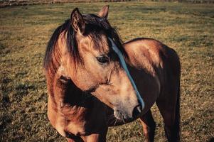 um cavalo marrom com uma juba preta está descansando em um campo ao ar livre foto