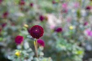 flor de dália borgonha no parque em uma noite ensolarada de verão. dália com foto de jardim de pétalas vermelhas escuras em um fundo floral.