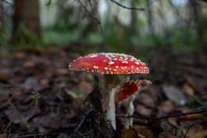 cogumelo amanita com um chapéu vermelho brilhante na fotografia macro da floresta de outono. agaric de chapéu vermelho com manchas brancas em folhas secas caídas. foto