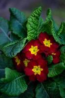 fotografia macro de flor primula vermelha e amarela em um dia de verão. flor de prímula com foto de close-up de pétalas vermelhas escuras. planta bicolor com folhas verdes no jardim de verão.