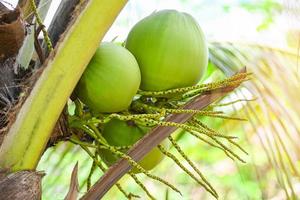 fruta de coco jovem na árvore de coco, fruta tropical de palmeira de coco verde fresca na planta no jardim no verão foto