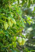 manga pendurada na árvore de manga com fundo de folha no pomar de jardim de frutas de verão, jovem manga verde crua