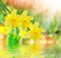 lindos narcisos de flores da primavera. flores amarelas. foto