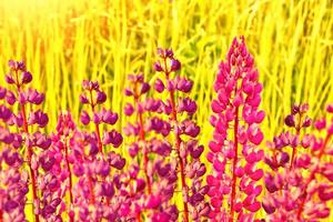 paisagem de verão com lindas flores de tremoço brilhantes foto