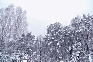 floresta na geada. paisagem de inverno. árvores cobertas de neve. foto