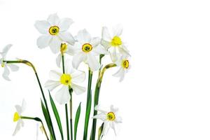 Primavera flores narciso isolado no fundo branco foto